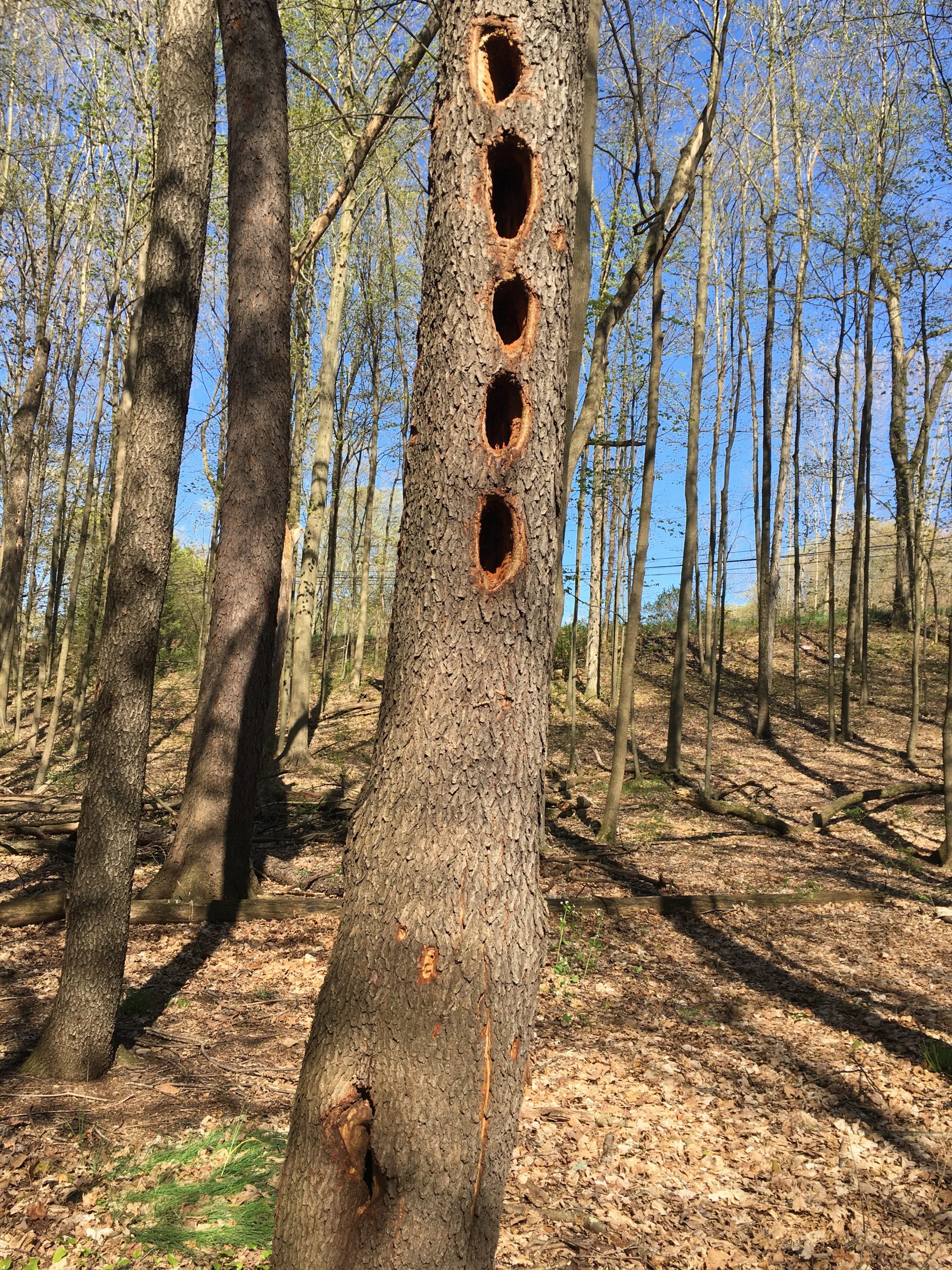 Tree with five large holes in the trunk.