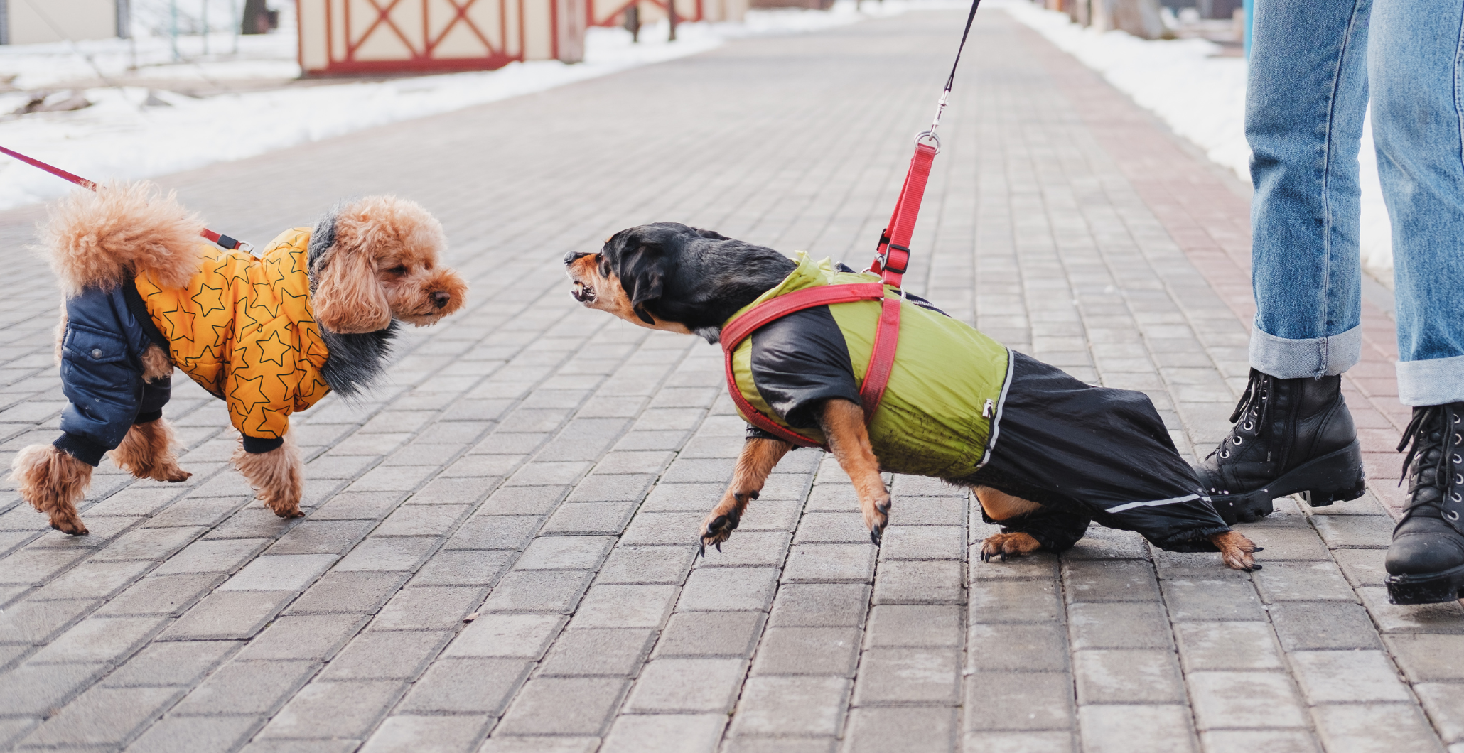 Dog Behavior: Your Dog’s Reactivity and the Tools You Can Use