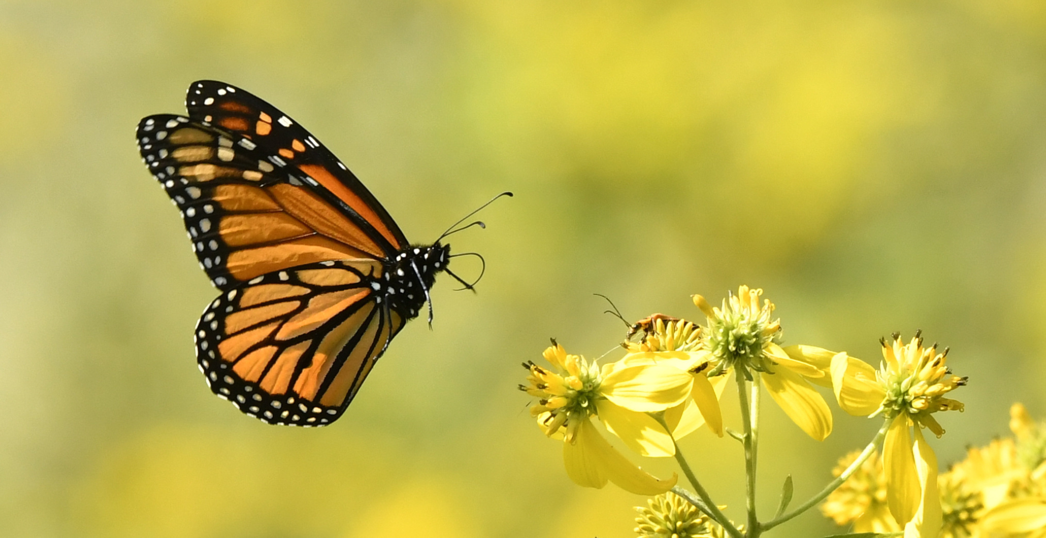 Gardening for Monarchs and Other Pollinators