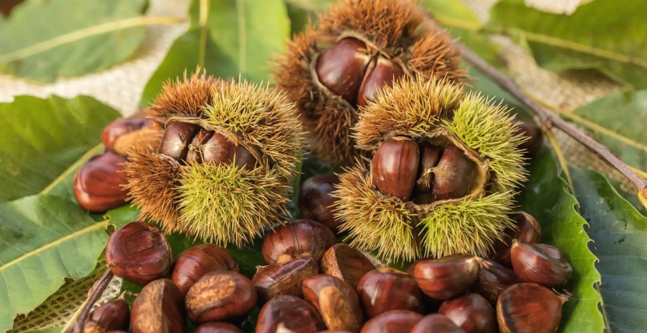 The American Chestnut: How Will the Story Go?